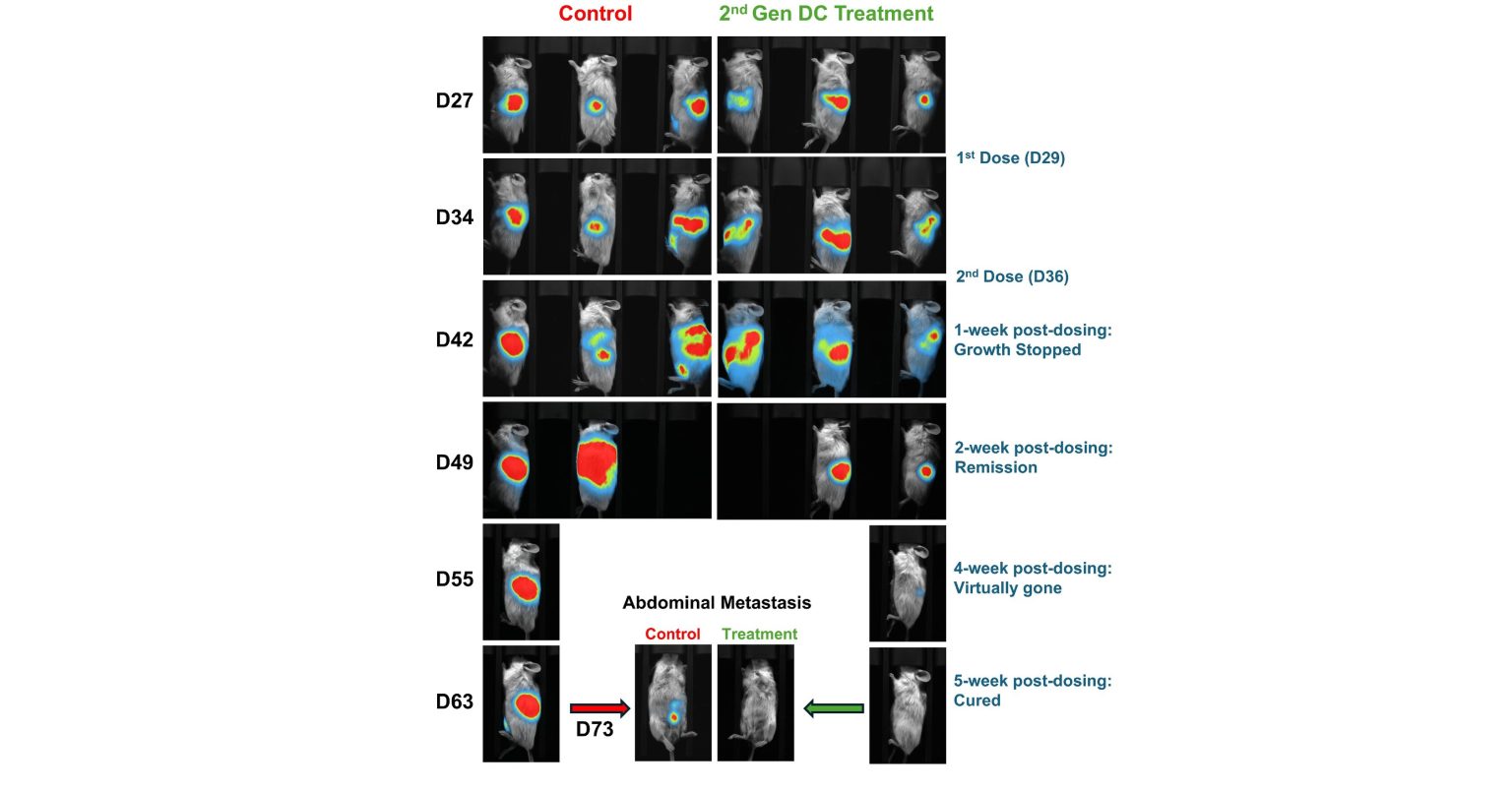 Lunai Bioworks achieves complete regression of both primary and metastatic pancreatic tumors in preclinical humanized models, marking a breakthrough in allogeneic cancer immunotherapy