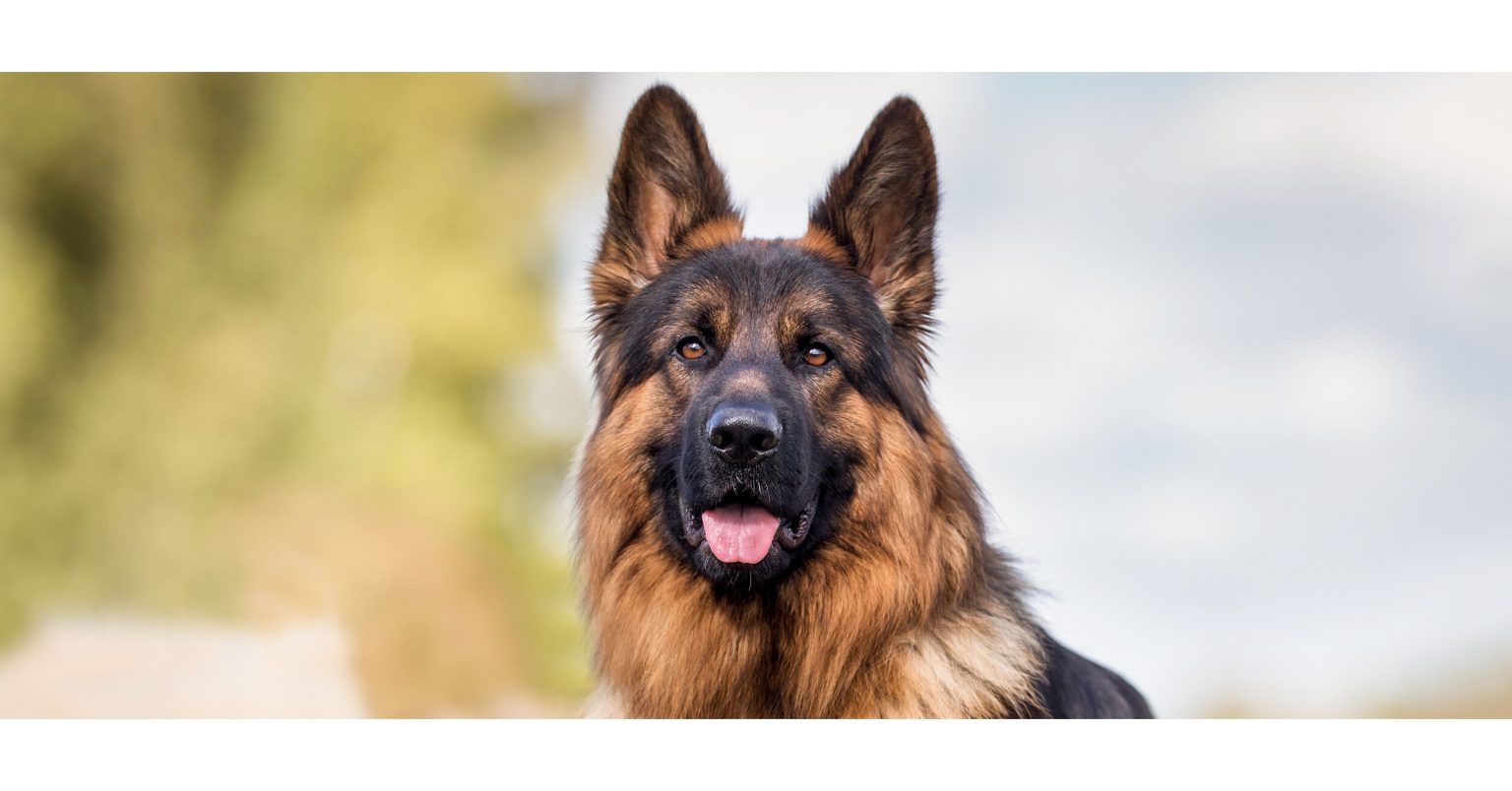 Millions of ‘pandemic pets’ are reaching midlife, but owners could miss a crucial opportunity to improve their pet’s healthspan